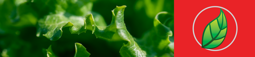 LA CLOROFILA: EL PIGMENTO VERDE DE LA VIDA