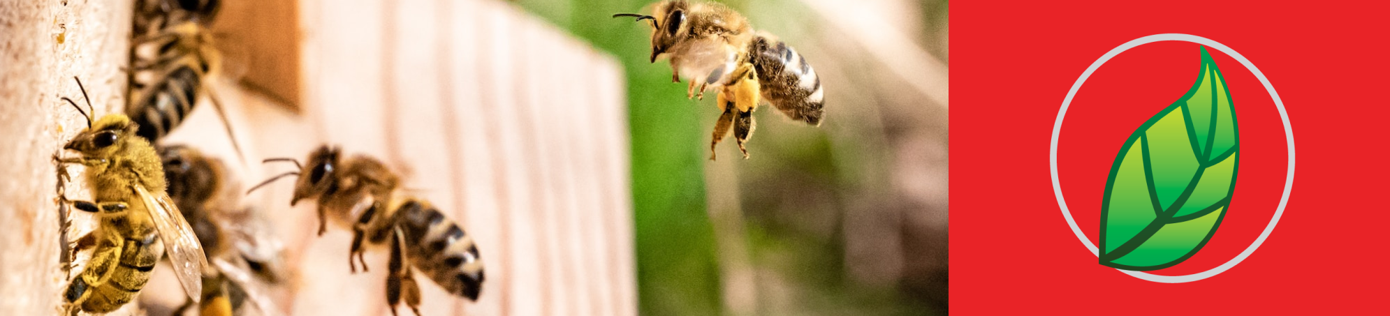 LA APICULTURA, LA CRIANZA DE LAS ABEJAS