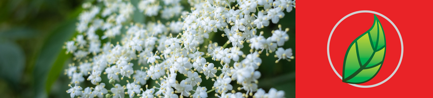 ¿QUÉ ES EL SAUCO Y PARA QUÉ SIRVE?