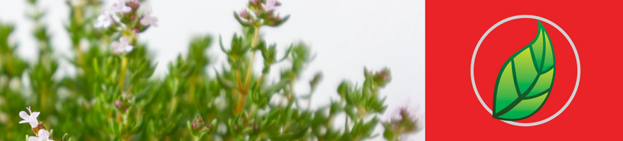 TOMILLO: UNA DE LAS PLANTAS MÁS USADAS EN MÉXICO.