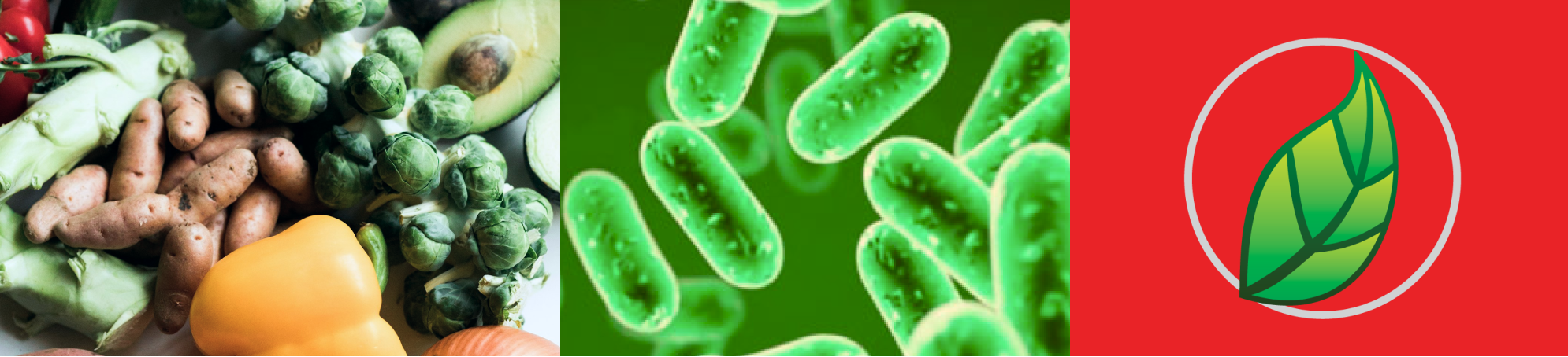 ¡LAS DIFERENCIAS ENTRE PROBIÓTICOS Y PREBIÓTICOS!