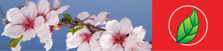 CURIOSIDADES DE LAS ALMENDRAS.