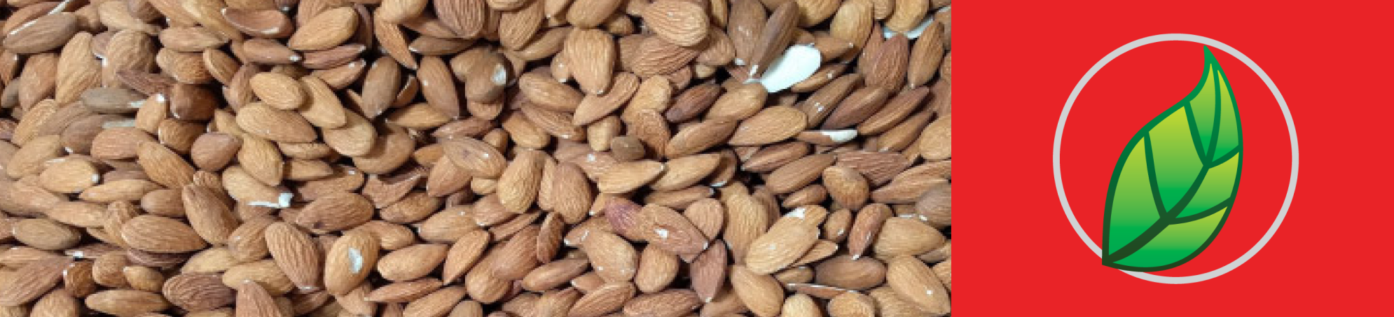 LA AFORTUNADA MUTACIÓN QUE HIZO COMESTIBLES A LAS ALMENDRAS.