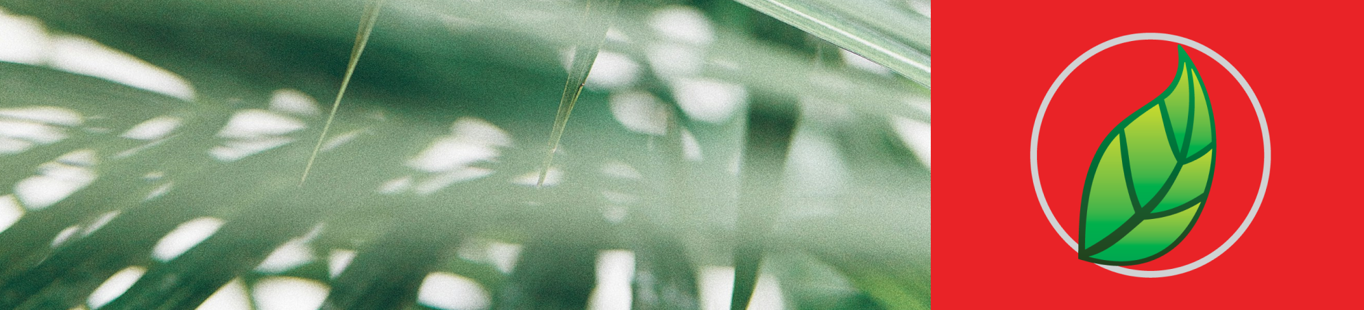 SMOOTHIE TROPICAL (PIÑA Y MANGO)