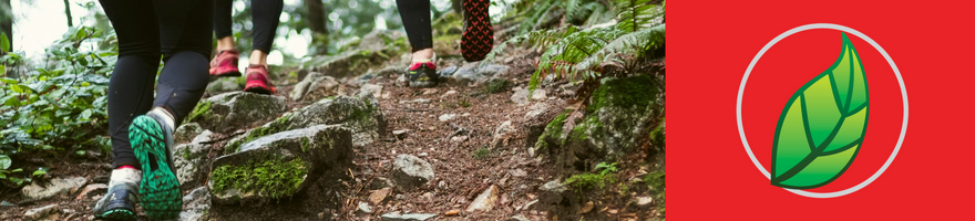 Carnitina: Propiedades y características de este aminoácido