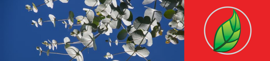 EUCALIPTO: UN COMPONENTE NATURAL UTILIZADO DESDE HACE SIGLOS.