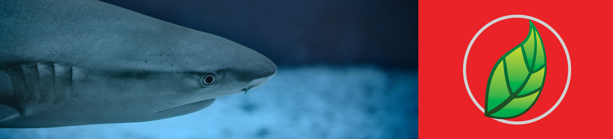 Cartílago de tiburón: qué es y beneficios