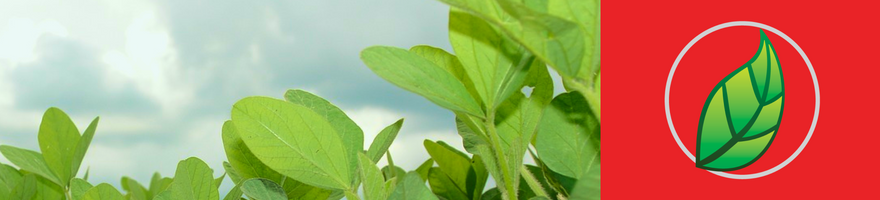 7 BENEFICIOS DE LA PROTEÍNA DE SOYA