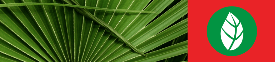 ¿QUÉ ES SAW PALMETTO Y PARA QUÉ SIRVE?